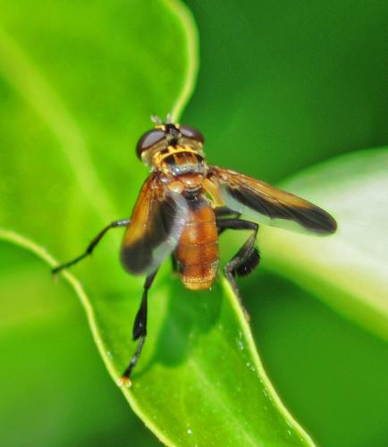 Trichopoda pictipennis